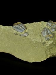 Trilobit Ellipsocephalus hoffi