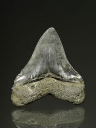 Carcharodon megalodon