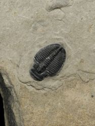 Trilobit Elrathia Kingii