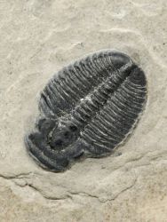 Trilobit Elrathia Kingii