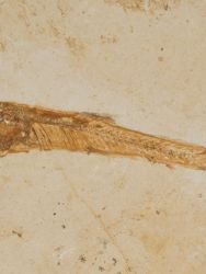 Ryba - Dastilbe elongatus