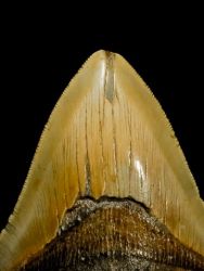 Carcharodon megalodon