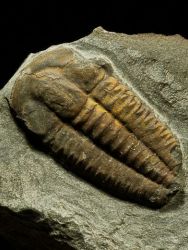 Trilobit Ellipsocephalus hoffi