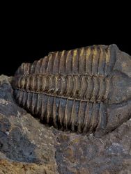 Trilobit Conocoryphe cirina