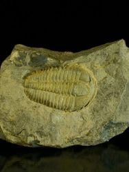 Trilobit Conocoryphe cirina