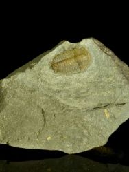 Trilobit Ellipsocephalus hoffi