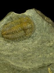 Trilobit Ellipsocephalus hoffi