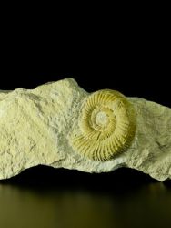 Amonit Perisphinctes sp.