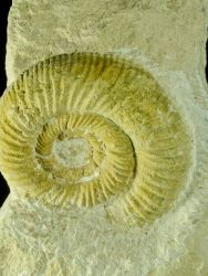 Amonit Perisphinctes sp.