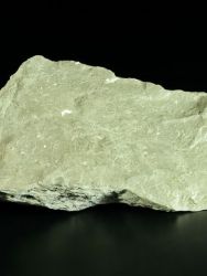 Amonit Pleuroceras salebrosum