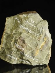 Trilobit Conocoryphe sulzeri