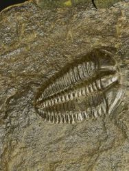 Trilobit Conocoryphe sulzeri