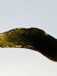 Vltavín - prohnutá kapka