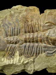 Trilobit Hydrocephalus minor