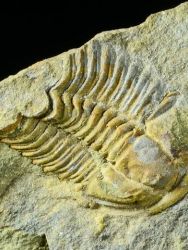 Trilobit Lobocephalina emmrichi