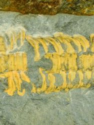 Trilobit Sao hyrsuta