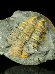 Trilobit Placoparia cambriensis