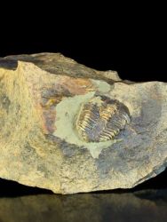 Trilobit Conocoryphe cirina