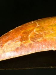Carcharodontosaurus saharicus - zub