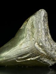 Carcharodon megalodon