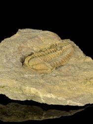 Trilobit Conocoryphe cirina