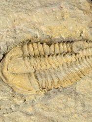 Trilobit Conocoryphe cirina