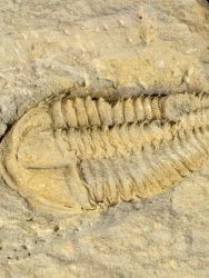 Trilobit Conocoryphe cirina