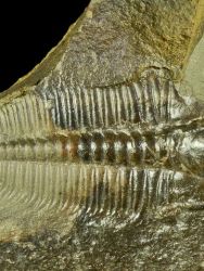 Trilobit Hydrocephalus minor