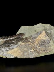 Trilobit Hydrocephalus minor