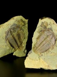 Trilobit Conocoryphe sulzeri