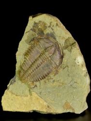 Trilobit Conocoryphe sulzeri