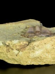 Trilobit Conocoryphe sulzeri
