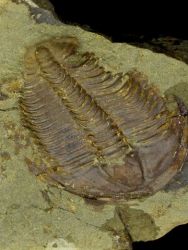 Trilobit Conocoryphe sulzeri