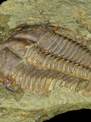 Trilobit Conocoryphe sulzeri