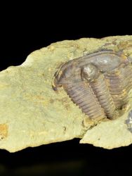 Trilobit Conocoryphe sulzeri