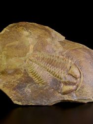 Trilobit Conocoryphe sulzeri