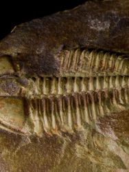 Trilobit Conocoryphe sulzeri