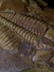 Trilobit Conocoryphe sulzeri