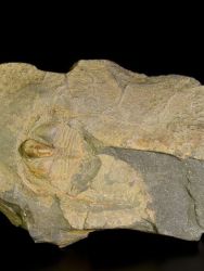 Trilobit Deanaspis senftenbergi