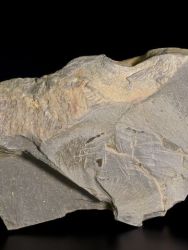 Trilobit Deanaspis senftenbergi