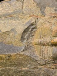 Trilobit Deanaspis senftenbergi