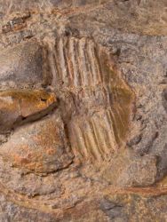 Trilobit Deanaspis senftenbergi