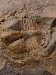 Trilobit Deanaspis senftenbergi