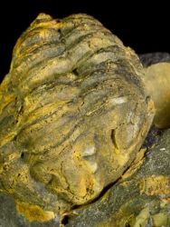 Trilobit Colpocoryphe bohemica