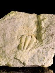 Trilobit Conocoryphe cirina