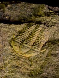 Trilobit Conocoryphe cirina