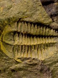 Trilobit Conocoryphe cirina