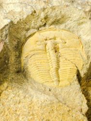 Trilobit Aulacopleura konincki