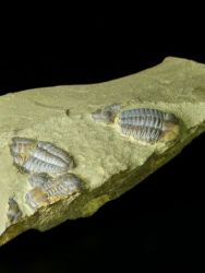 Trilobit Ellipsocephalus hoffi