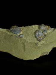 Trilobit Ellipsocephalus hoffi